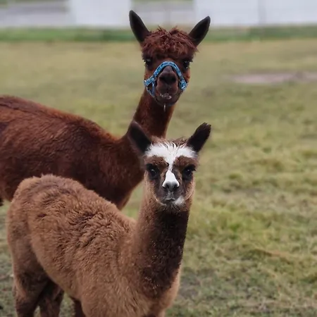 Дом отдыха Nr 1 *