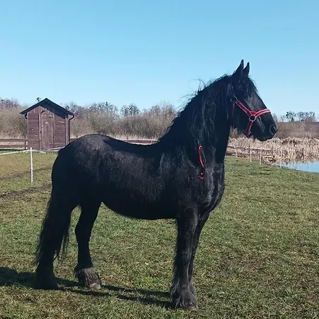 Nr 1 *
